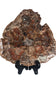 Petrified Wood Slice