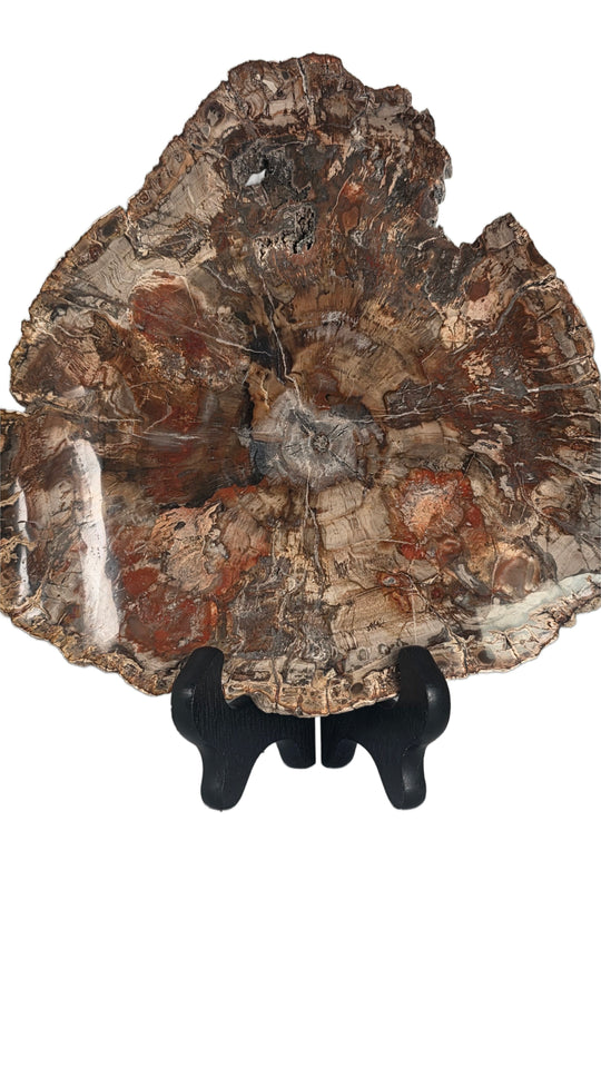Petrified Wood Slice