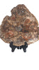 Petrified Wood Slice