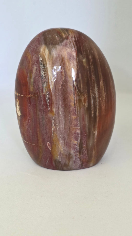 Petrified Wood Freeform Polished Display Piece 4" Tall 1.2 lbs