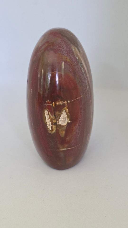 Petrified Wood Freeform Polished Display Piece 4" Tall 1.2 lbs