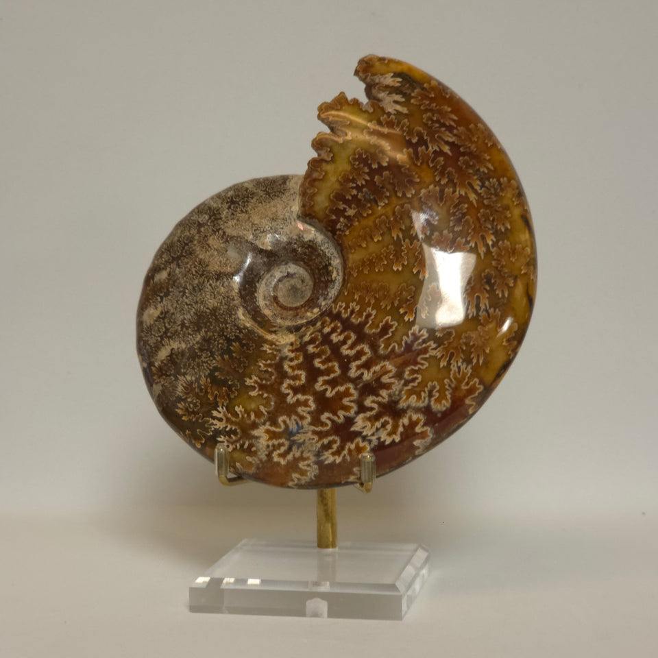 Polished Ammonite Fossil