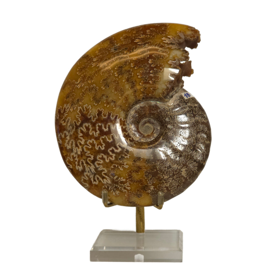 Polished Ammonite Fossil