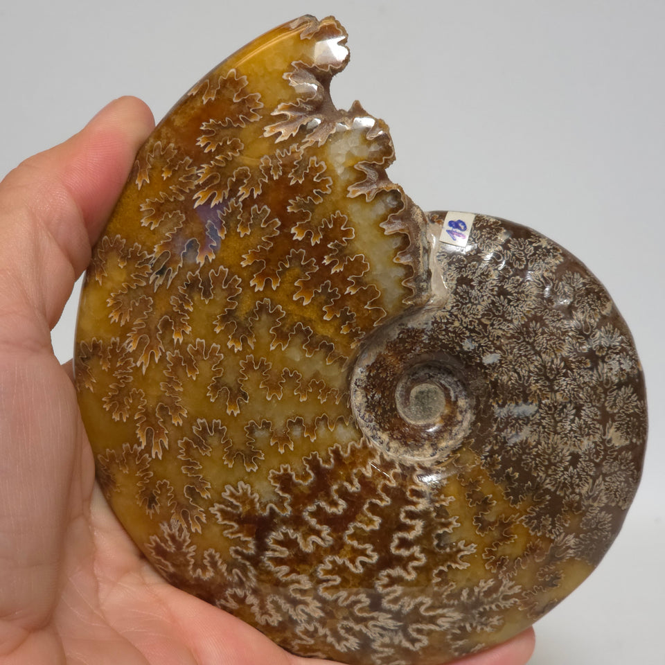 Polished Ammonite Fossil