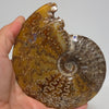 Polished Ammonite Fossil