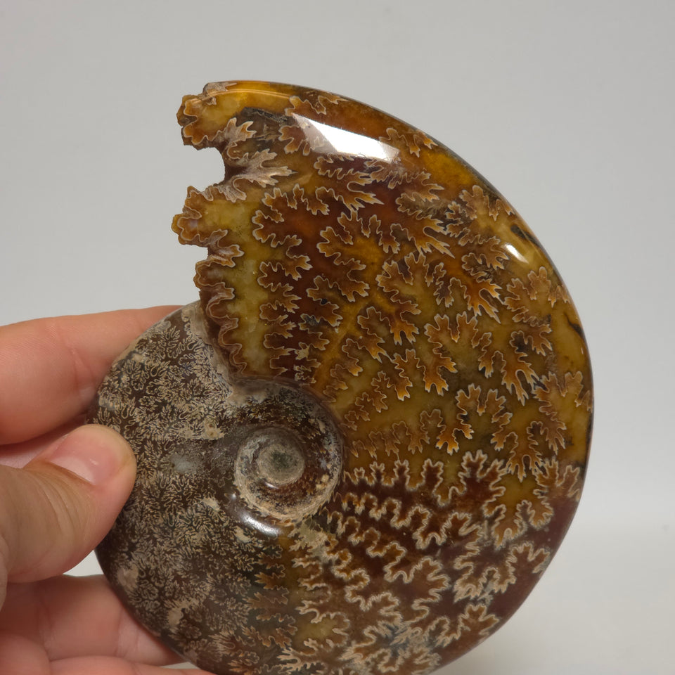 Polished Ammonite Fossil