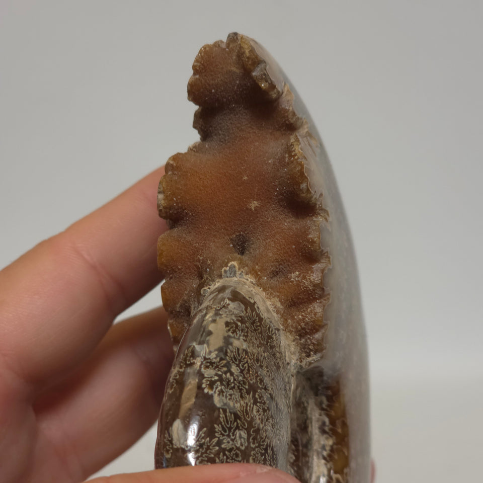 Polished Ammonite Fossil