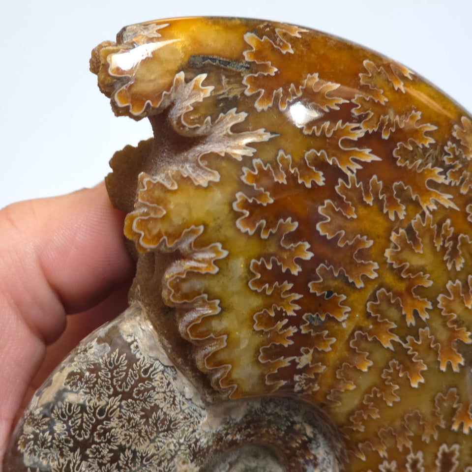 Polished Ammonite Fossil