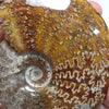 Polished Ammonite Fossil