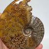 Polished Ammonite Fossil
