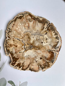Petrified Wood Round Slice