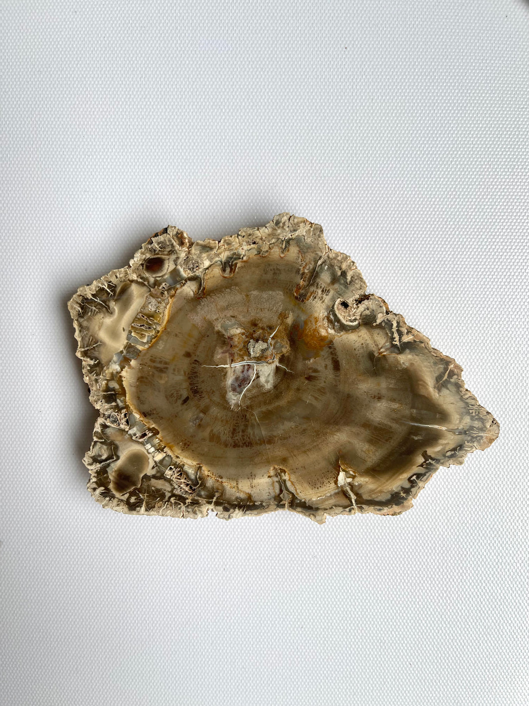 Petrified Wood Slice M Coaster