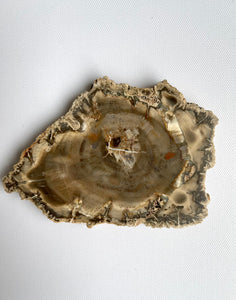 Petrified Wood Slice M Coaster