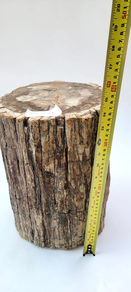 Petrified Wood Trunk