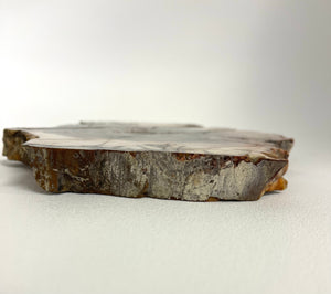 Multi-Coloured Petrified Wood Slice